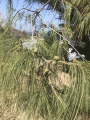 Casuarina equisetifolia