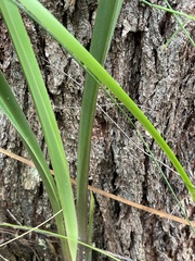 Dianella tasmanica