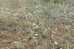 Leucochrysum albicans