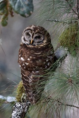 Strix fulvescens