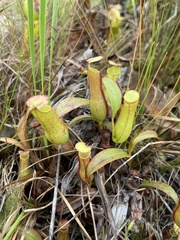 Nepenthes gracilis