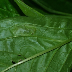 Calycomyza cynoglossi