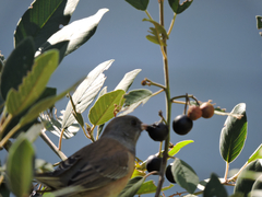Junco hyemalis mearnsi
