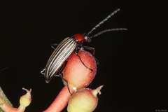 Otocerus flavolineatus