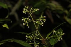 Chromolaena columbiana