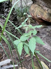 Solanum celatum