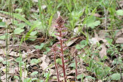 Orobanche minor