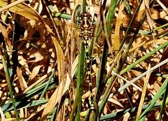 Synthemis eustalacta