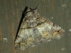 Metria amella