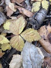 Rubus pubescens