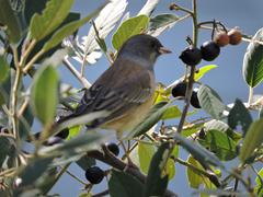Junco hyemalis mearnsi