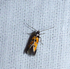 Chrysoclista linneella