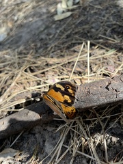 Heteronympha