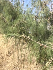 Casuarina equisetifolia