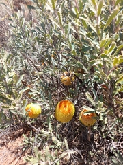 Banksia audax