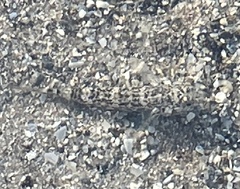 Bathygobius soporator