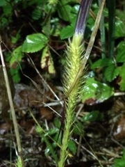 Lycopodiella appressa