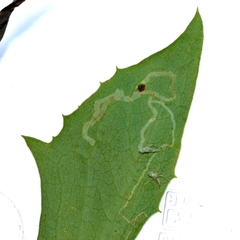 Phytomyza lactuca
