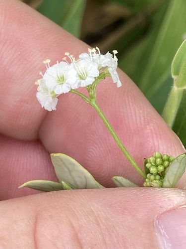Boerhavia albiflora observed 2023-01-11