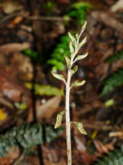Gastrodia molloyi