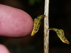 Gastrodia molloyi