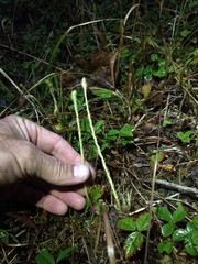 Lycopodiella appressa