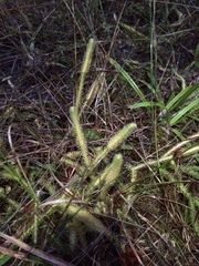 Lycopodiella appressa