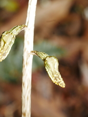 Gastrodia molloyi