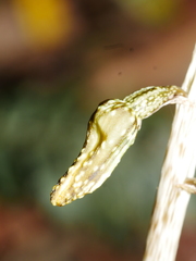 Gastrodia molloyi