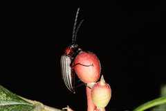 Otocerus flavolineatus