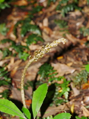 Gastrodia molloyi