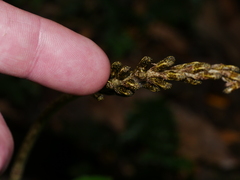 Gastrodia molloyi