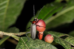 Otocerus flavolineatus