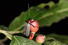 Otocerus flavolineatus