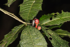 Otocerus flavolineatus