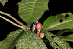 Otocerus flavolineatus