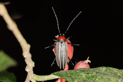 Otocerus flavolineatus