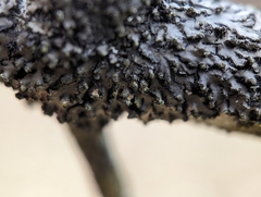 Phaeophyscia pusilloides