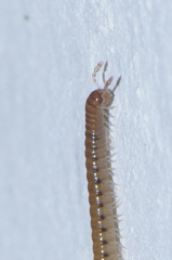 Proteroiulus fuscus