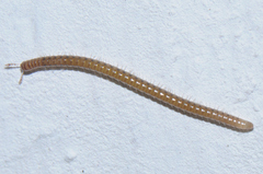 Proteroiulus fuscus