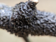 Phaeophyscia pusilloides