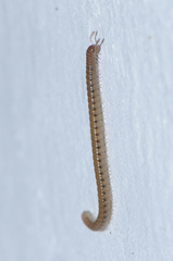 Proteroiulus fuscus