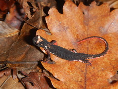 Salamandrina perspicillata