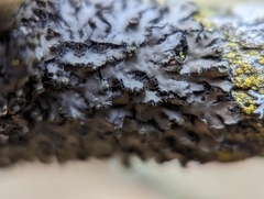 Phaeophyscia pusilloides