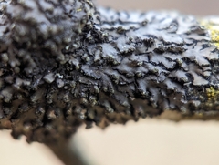 Phaeophyscia pusilloides