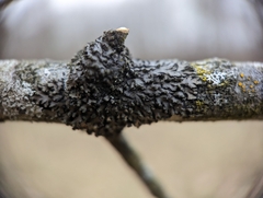Phaeophyscia pusilloides
