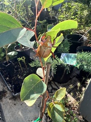 Anoplognathus montanus