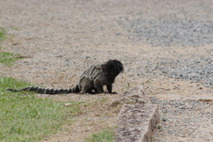 Callithrix penicillata