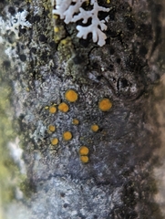 Caloplaca cerina