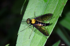Chrysopilus thoracicus